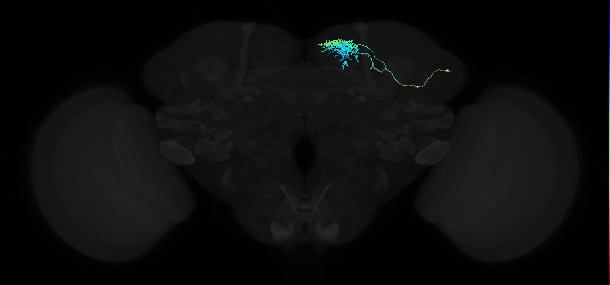 adult superior medial protocerebrum neuron 004