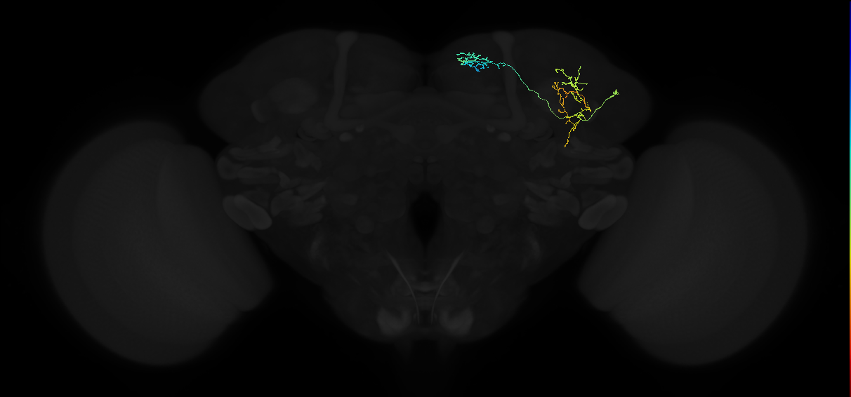 adult superior medial protocerebrum neuron 005