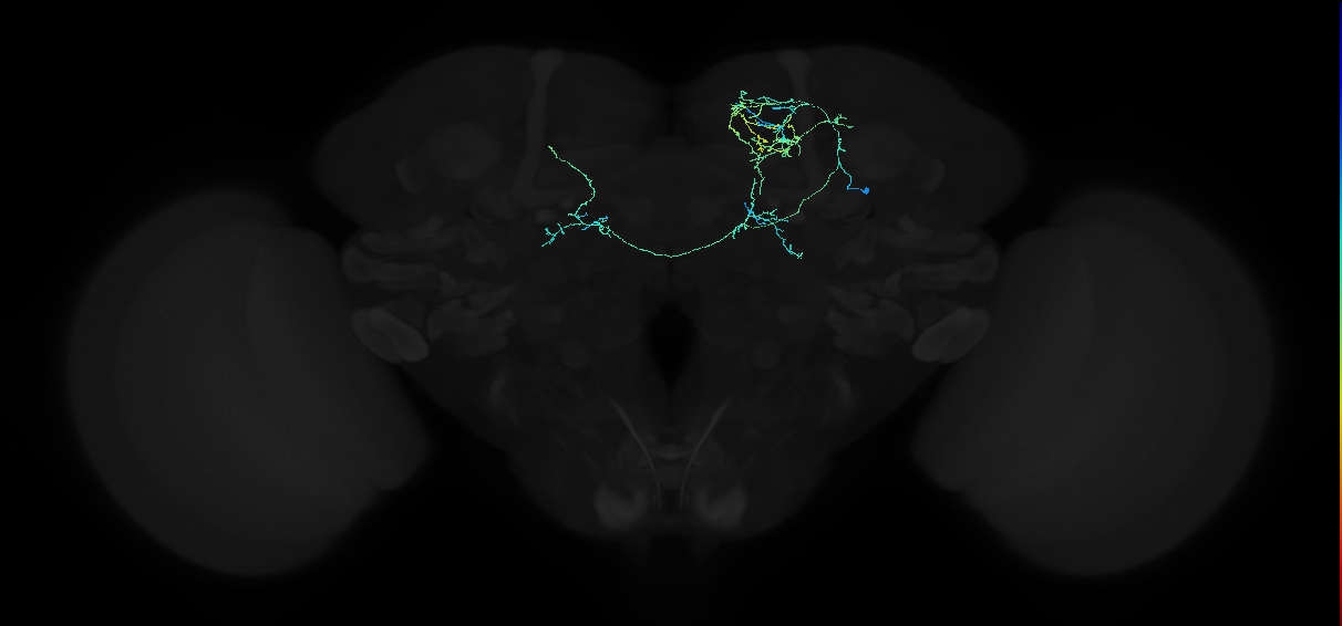 adult superior medial protocerebrum neuron 006