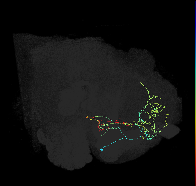 SMP007_R (FlyEM-HB:423096449)
