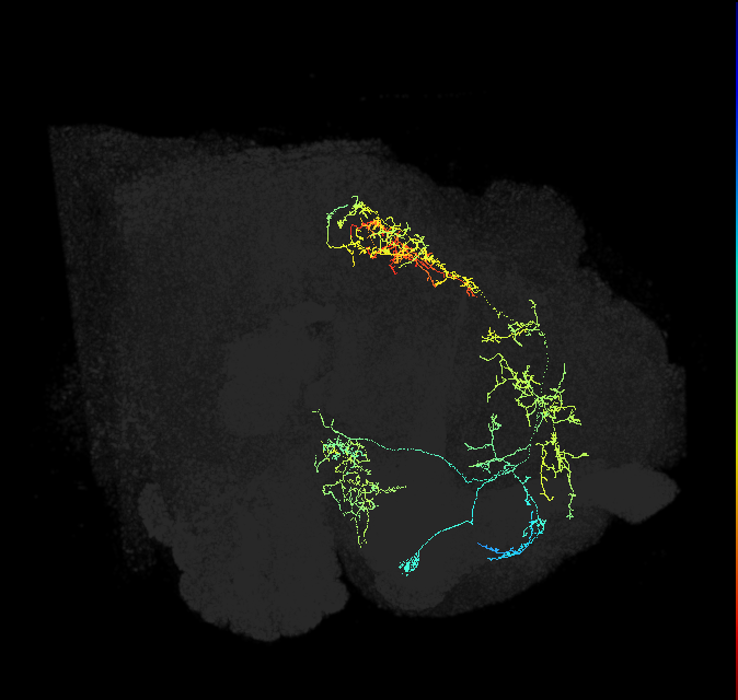 adult superior medial protocerebrum neuron 013