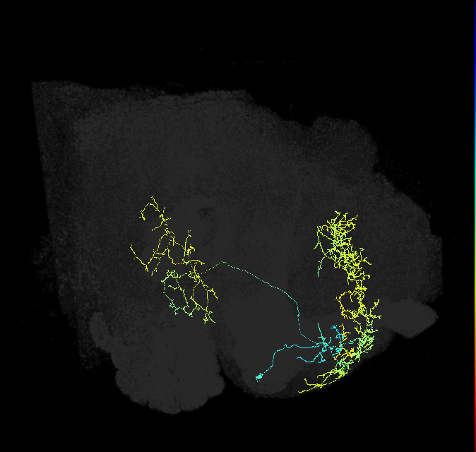 adult superior medial protocerebrum neuron 014