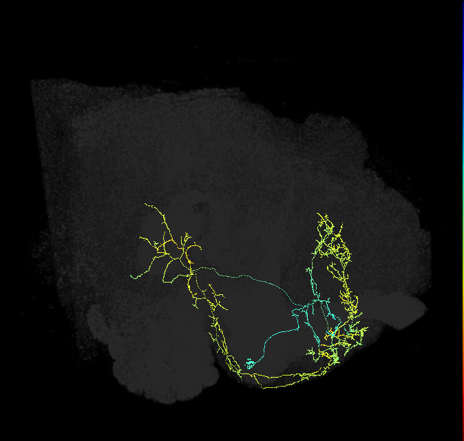adult superior medial protocerebrum neuron 015