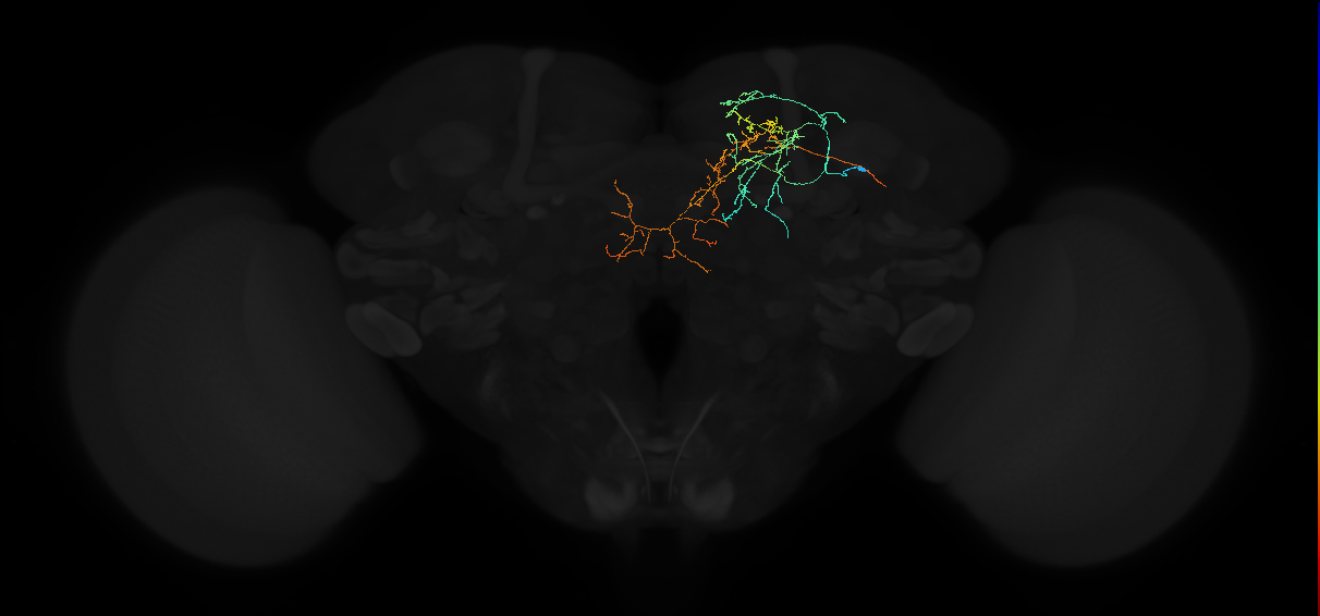 adult superior medial protocerebrum neuron 016