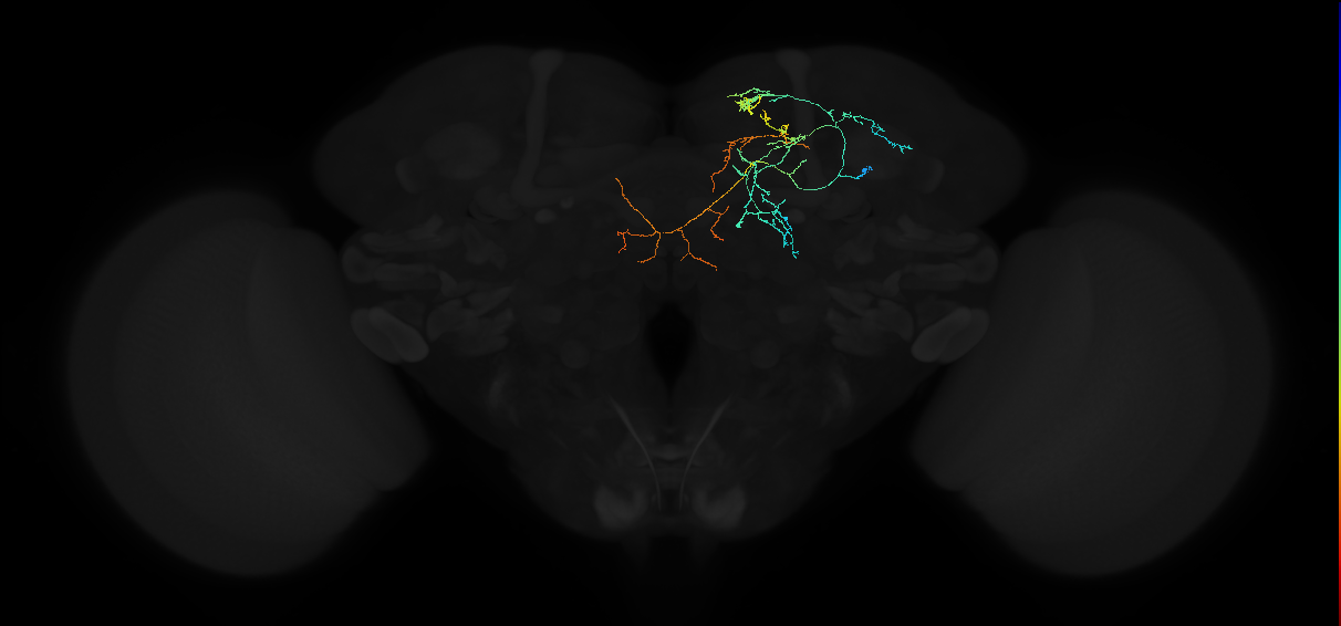 adult superior medial protocerebrum neuron 017