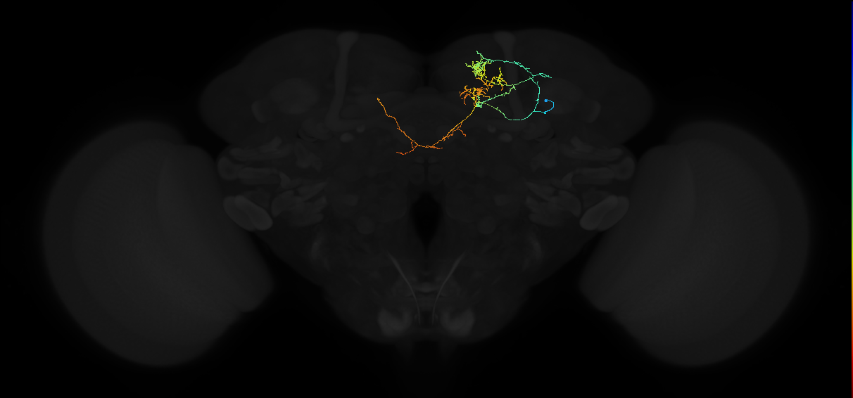 adult superior medial protocerebrum neuron 018