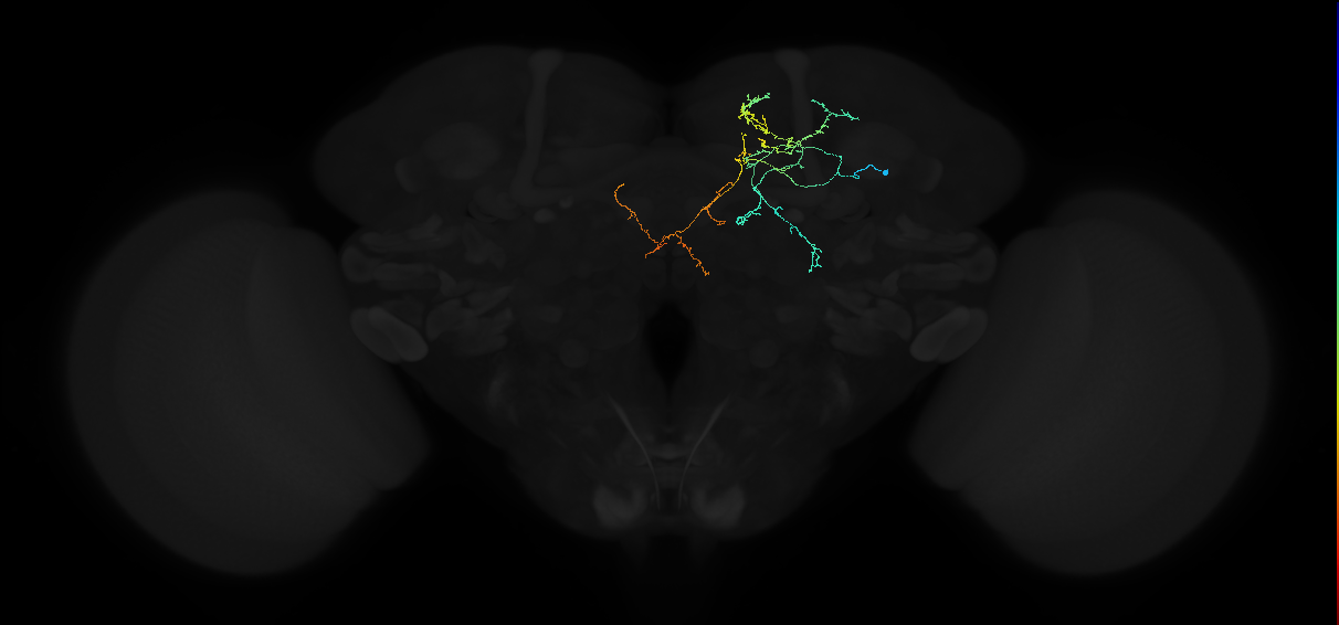 adult superior medial protocerebrum neuron 019