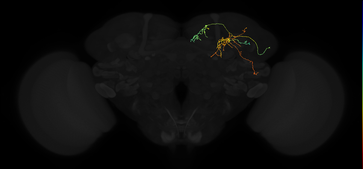 adult superior medial protocerebrum neuron 023