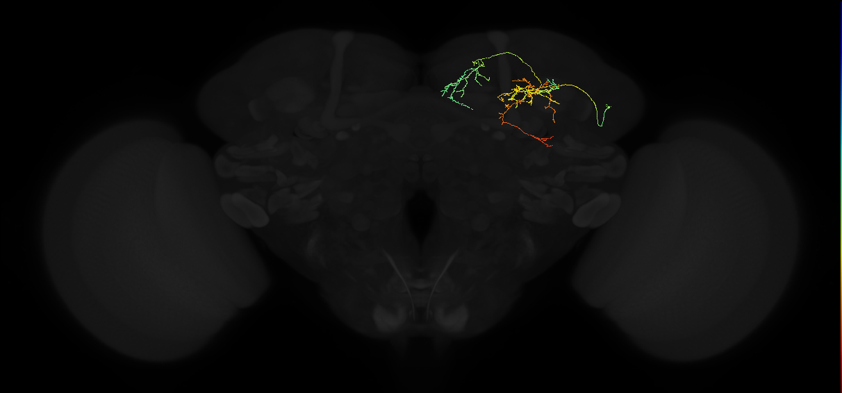 adult superior medial protocerebrum neuron 023
