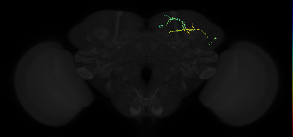 adult superior medial protocerebrum neuron 024