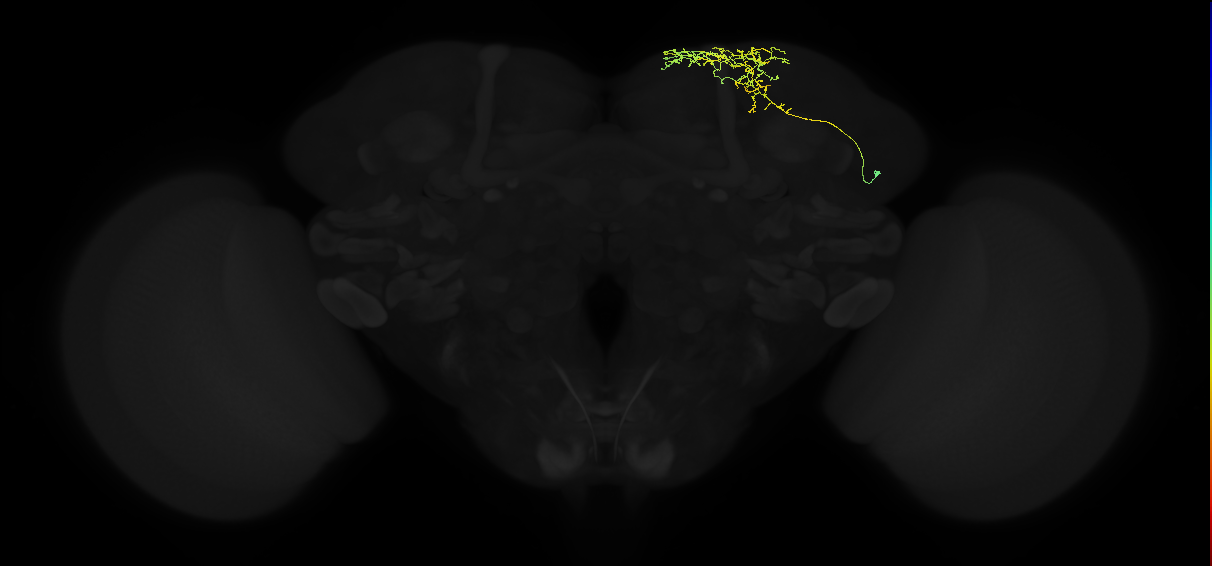 adult superior medial protocerebrum neuron 025
