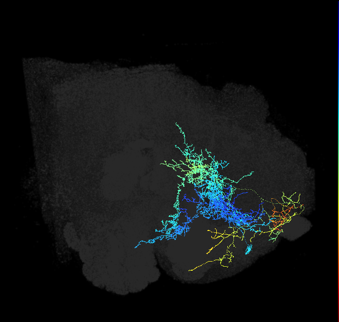 adult superior medial protocerebrum neuron 026
