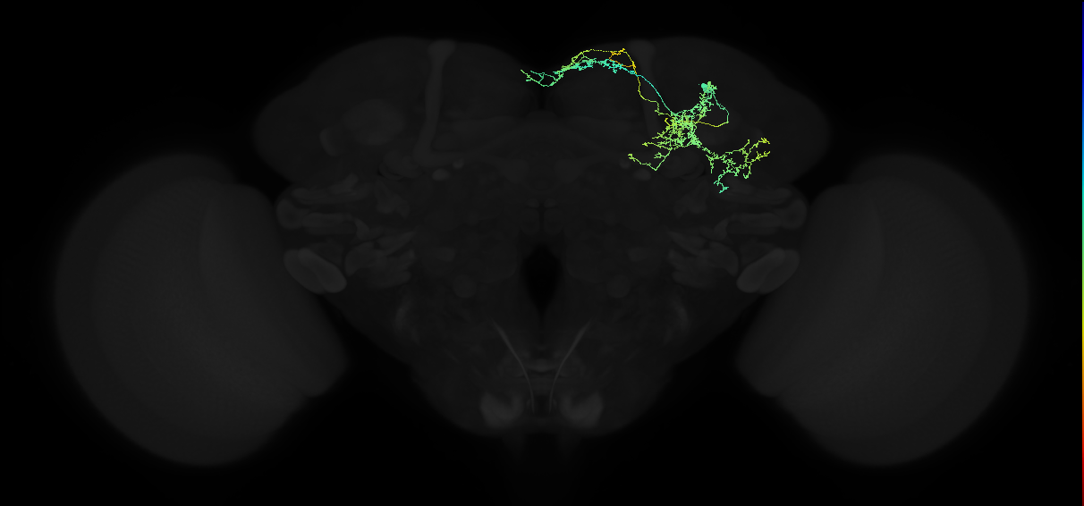 adult superior medial protocerebrum neuron 028