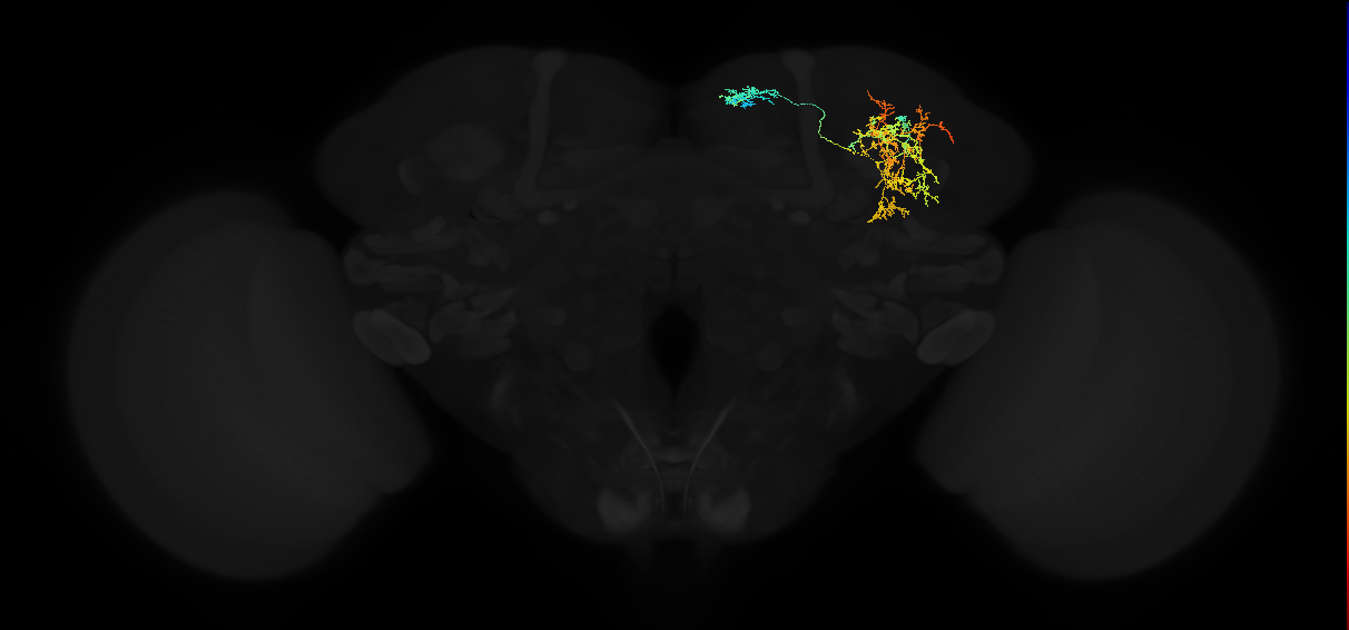 adult superior medial protocerebrum neuron 029