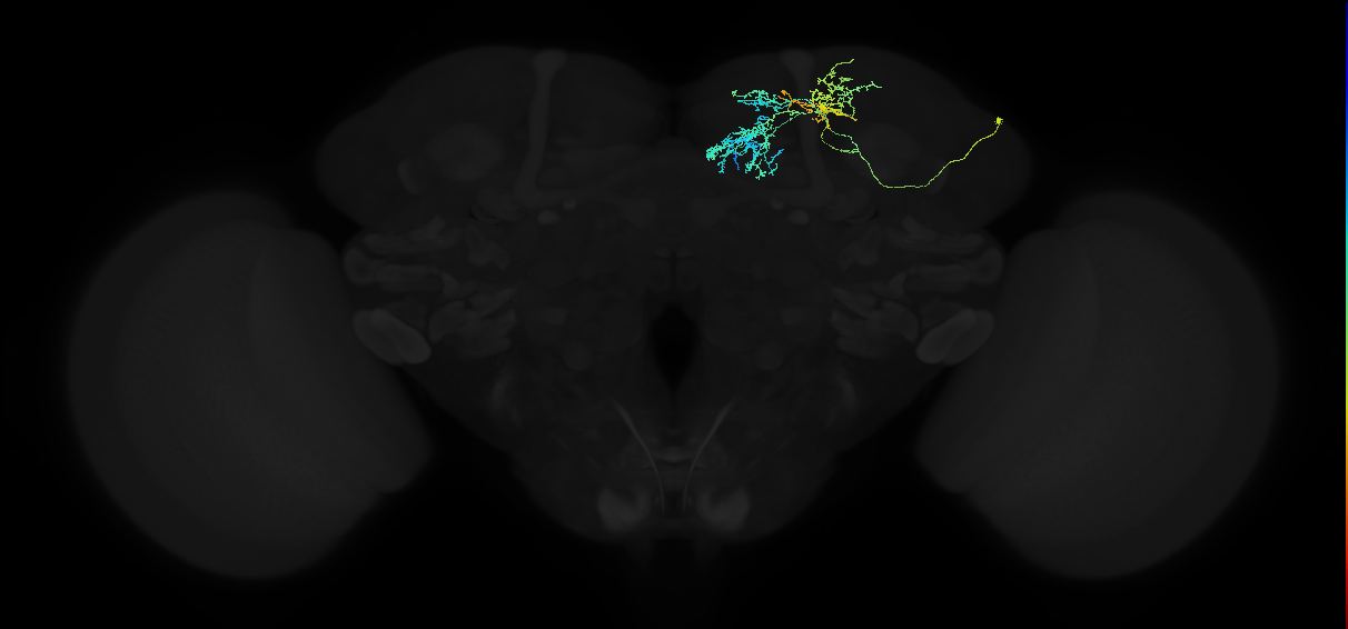 adult superior medial protocerebrum neuron 031