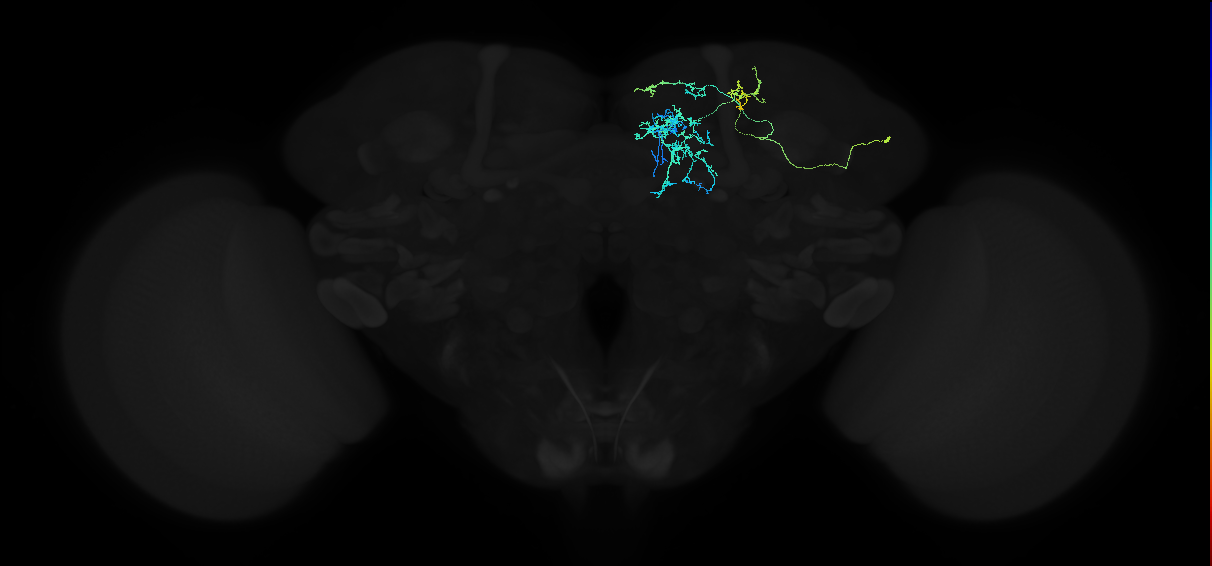 adult superior medial protocerebrum neuron 031