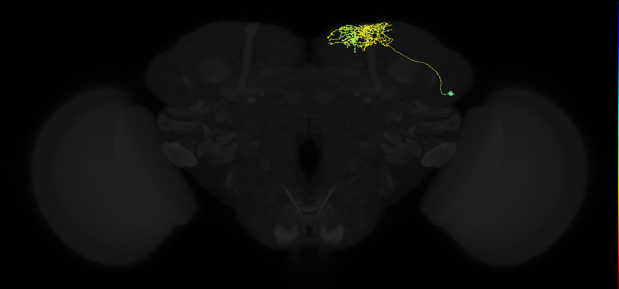 adult superior medial protocerebrum neuron 034