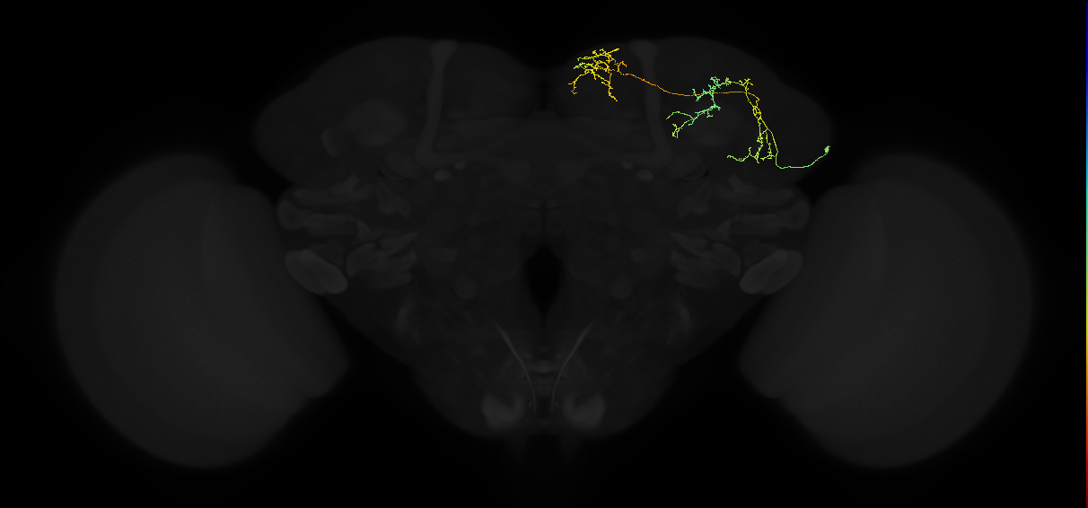 adult superior medial protocerebrum neuron 035