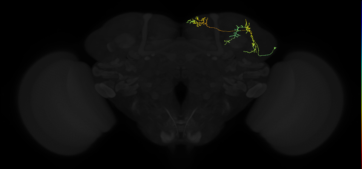 adult superior medial protocerebrum neuron 035