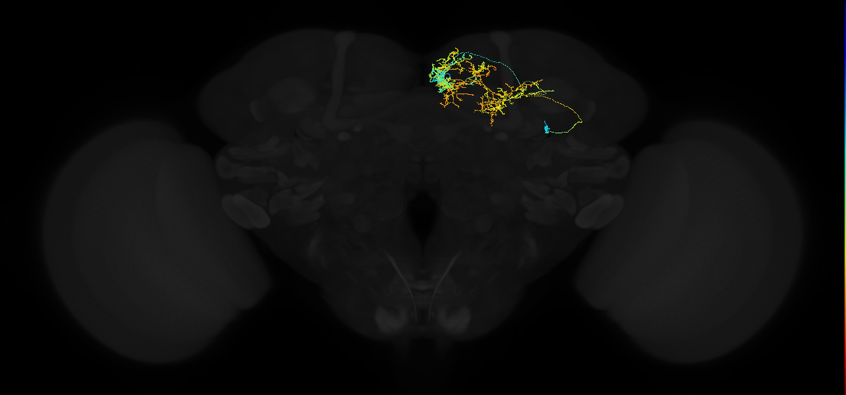 adult superior medial protocerebrum neuron 036