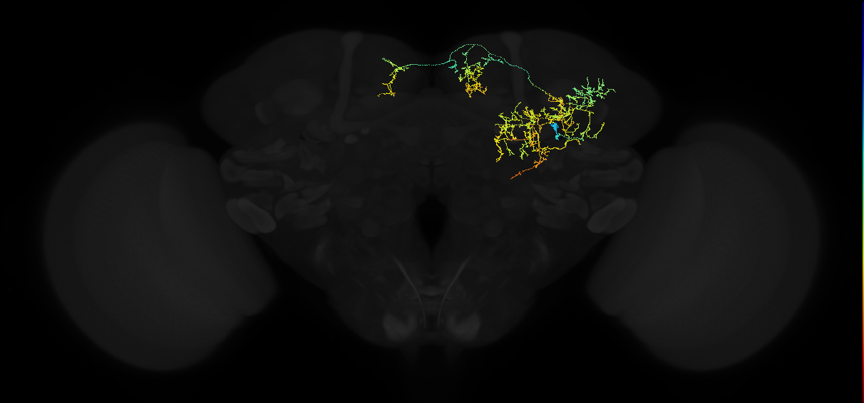 adult superior medial protocerebrum neuron 037