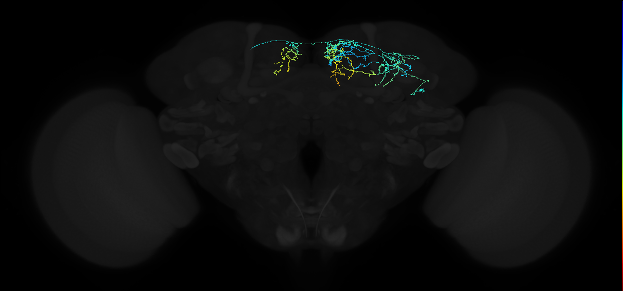 adult superior medial protocerebrum neuron 039