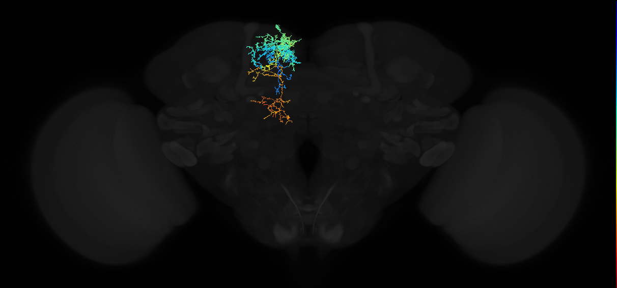 adult superior medial protocerebrum neuron 050