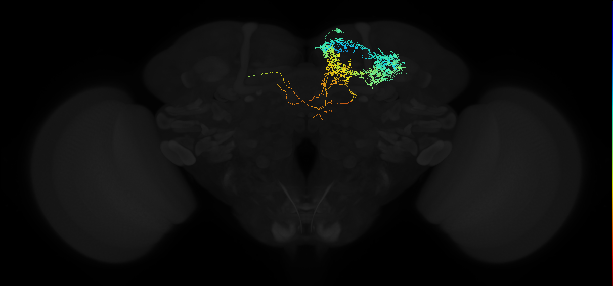 adult superior medial protocerebrum neuron 054