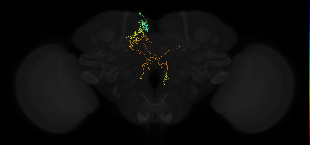 adult superior medial protocerebrum neuron 055