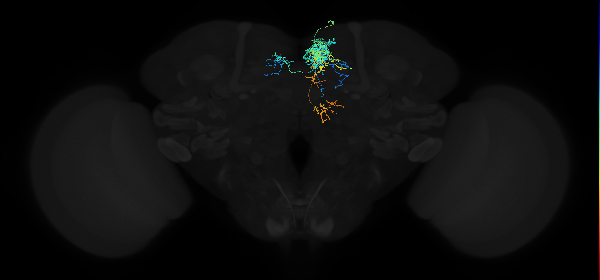 adult superior medial protocerebrum neuron 056