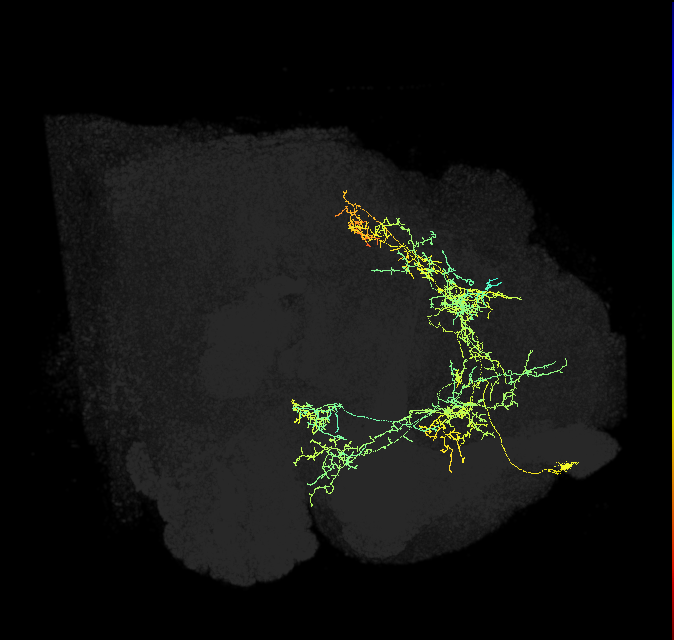 adult superior medial protocerebrum neuron 057