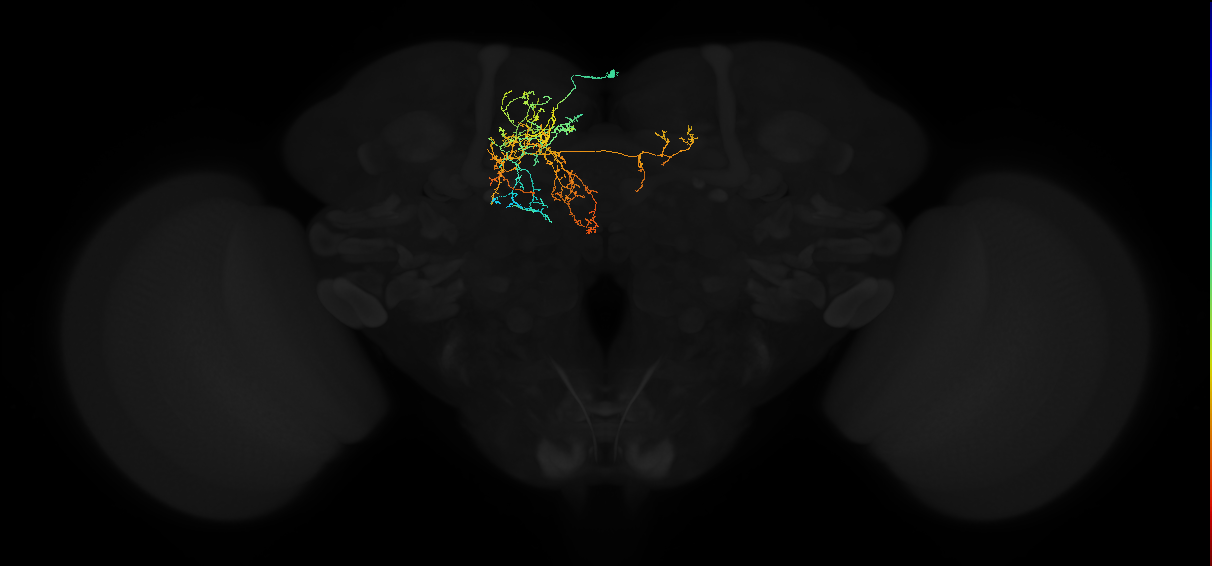 adult superior medial protocerebrum neuron 057