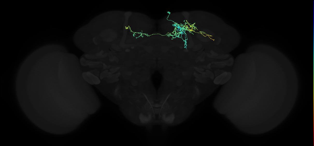 adult superior medial protocerebrum neuron 059