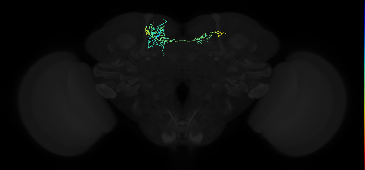 adult superior medial protocerebrum neuron 059