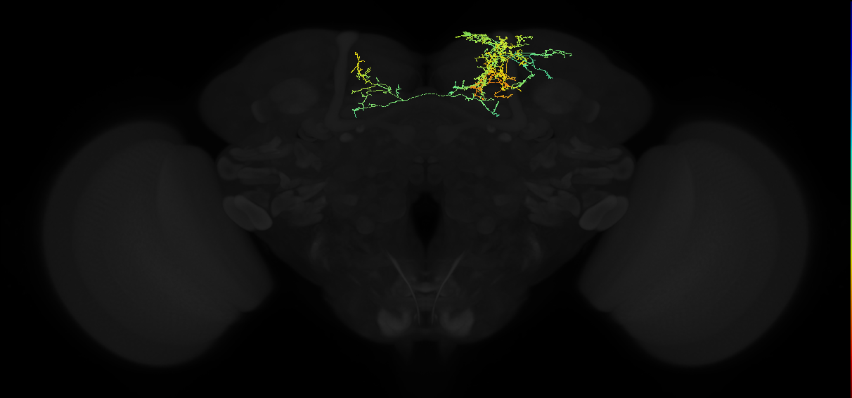 adult superior medial protocerebrum neuron 060