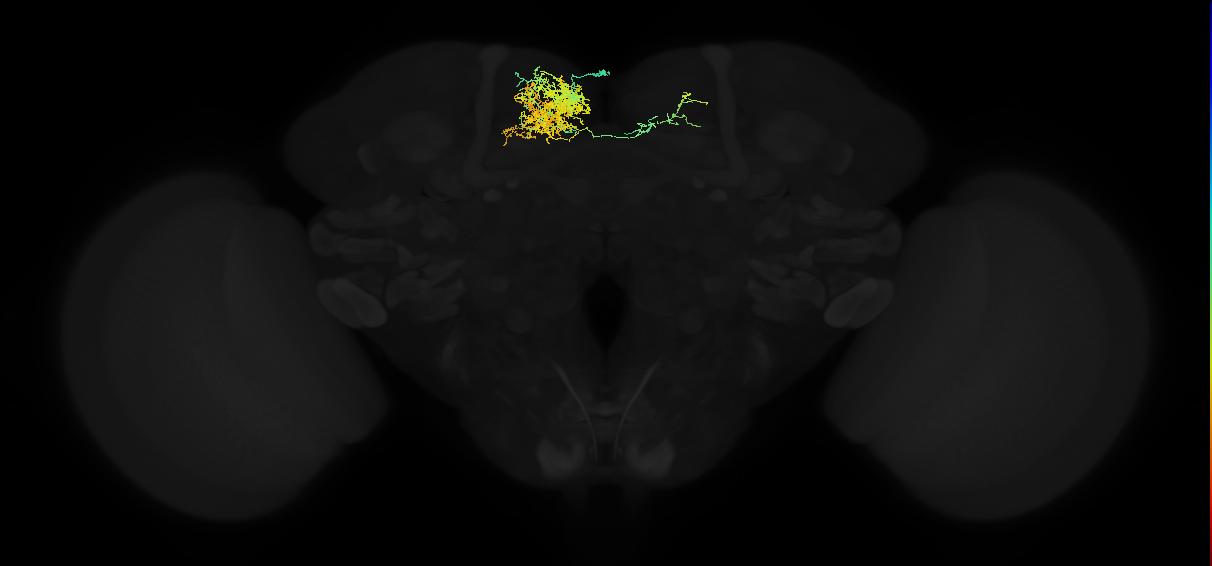 adult superior medial protocerebrum neuron 061