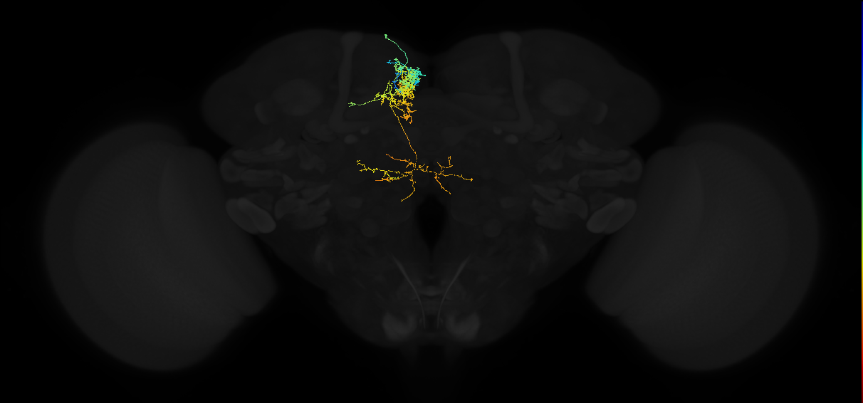 adult superior medial protocerebrum neuron 063