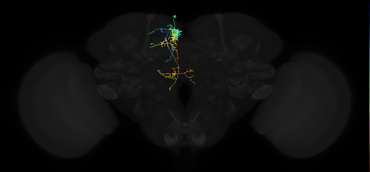 adult superior medial protocerebrum neuron 064