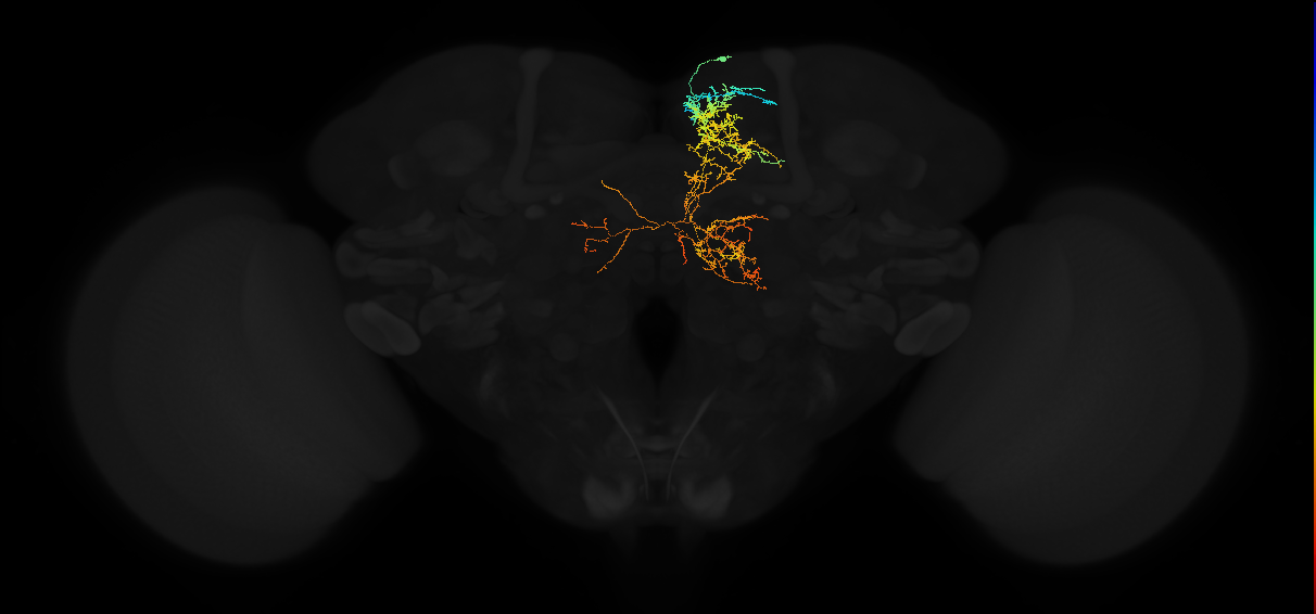 adult superior medial protocerebrum neuron 066