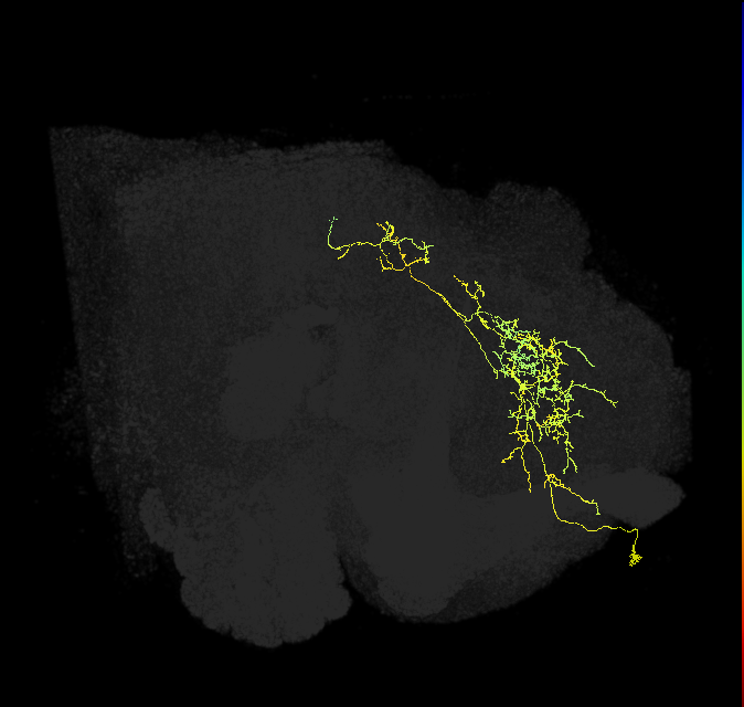 SMP067_R (FlyEM-HB:514837265)