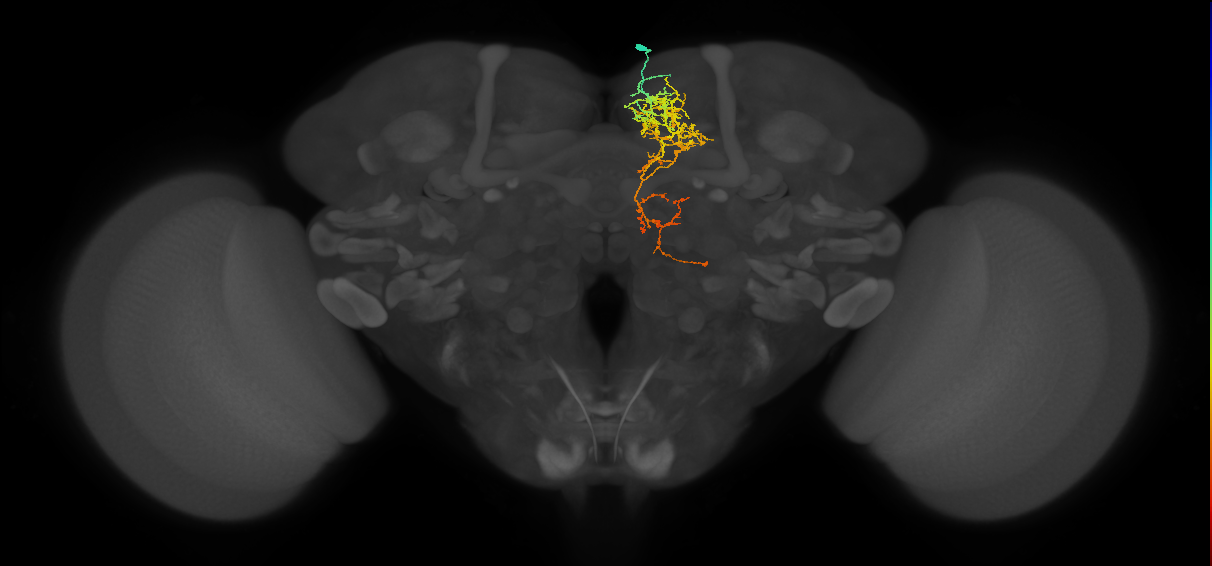 SMP067_R (FlyEM-HB:514837265)