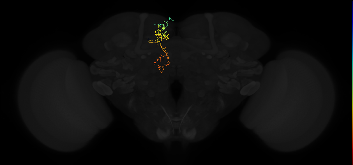 adult superior medial protocerebrum neuron 067