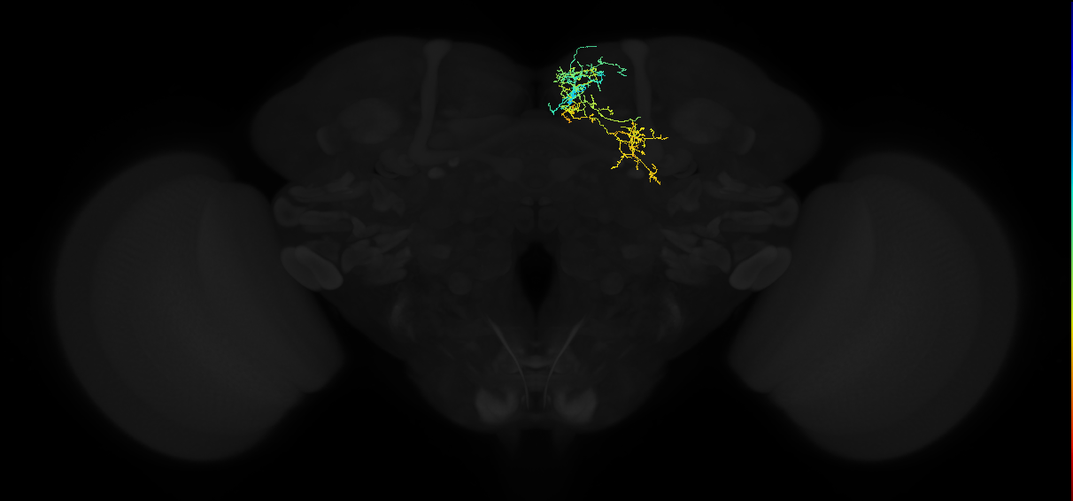 adult superior medial protocerebrum neuron 070