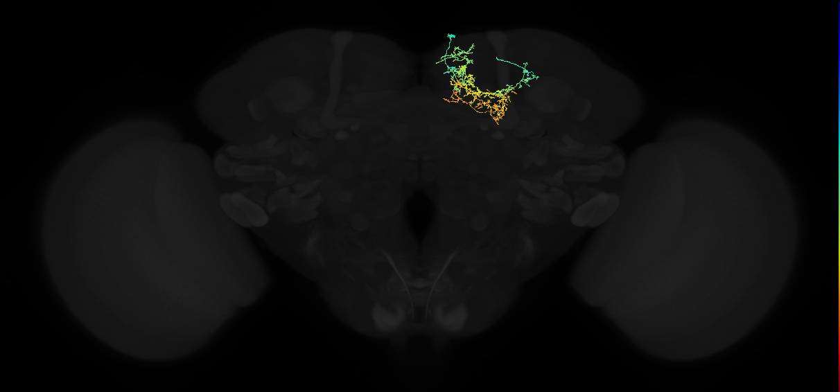 adult superior medial protocerebrum neuron 071