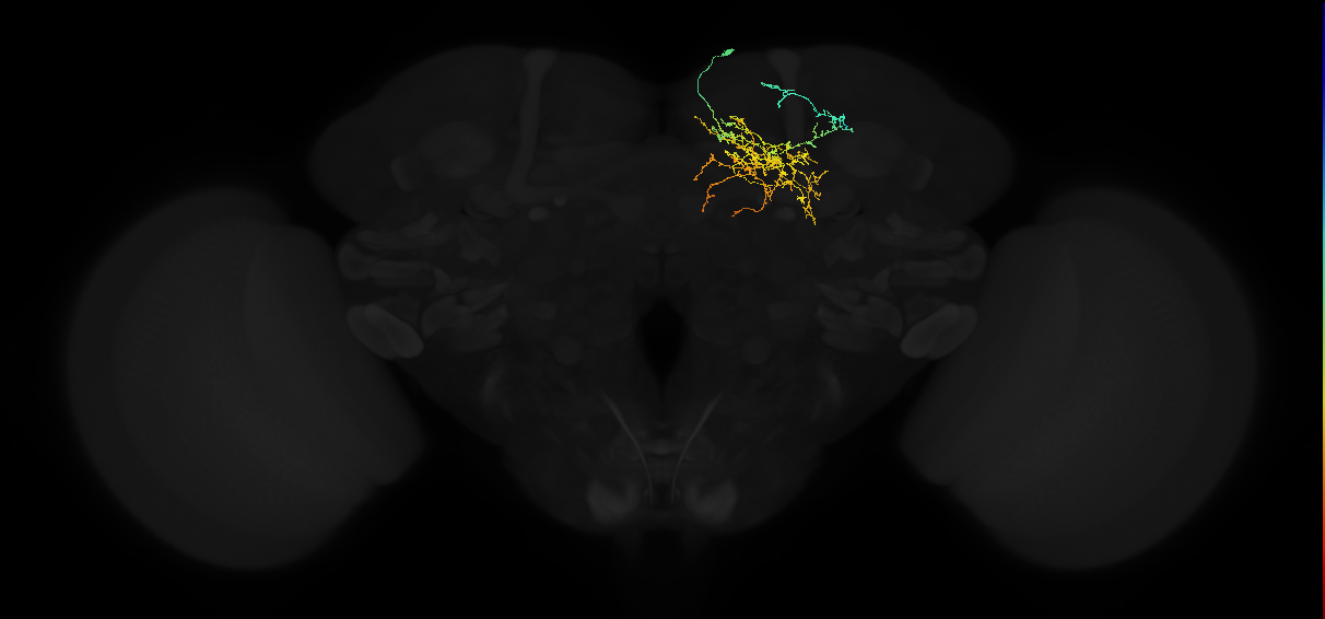 adult superior medial protocerebrum neuron 073