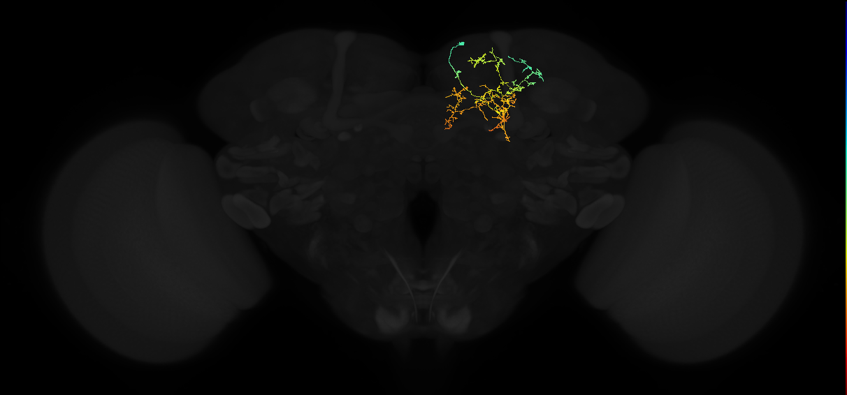 adult superior medial protocerebrum neuron 074
