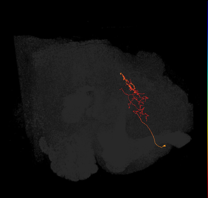 adult superior medial protocerebrum neuron 074