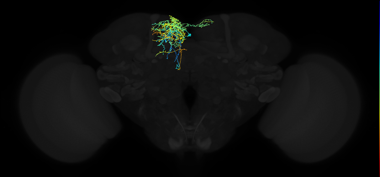 adult superior medial protocerebrum neuron 078