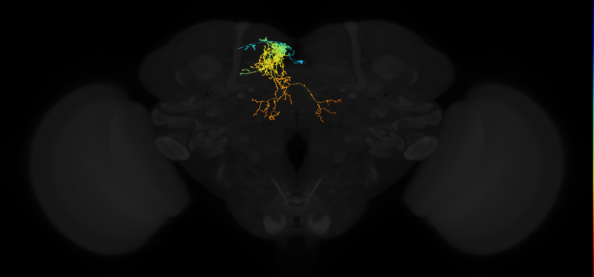 adult superior medial protocerebrum neuron 080