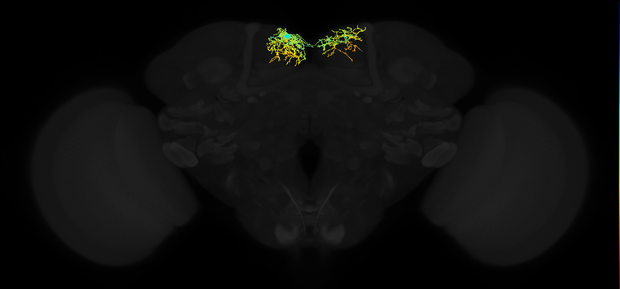 adult superior medial protocerebrum neuron 082